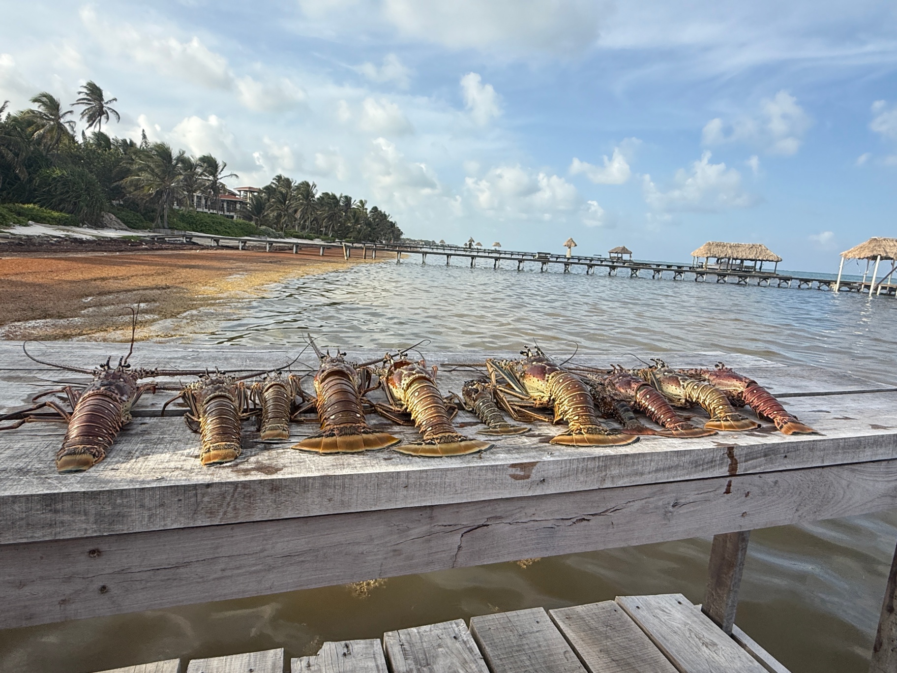 A row of fresh Belize spiny lobsters laid out on a Playa Blanca dock at sunrise