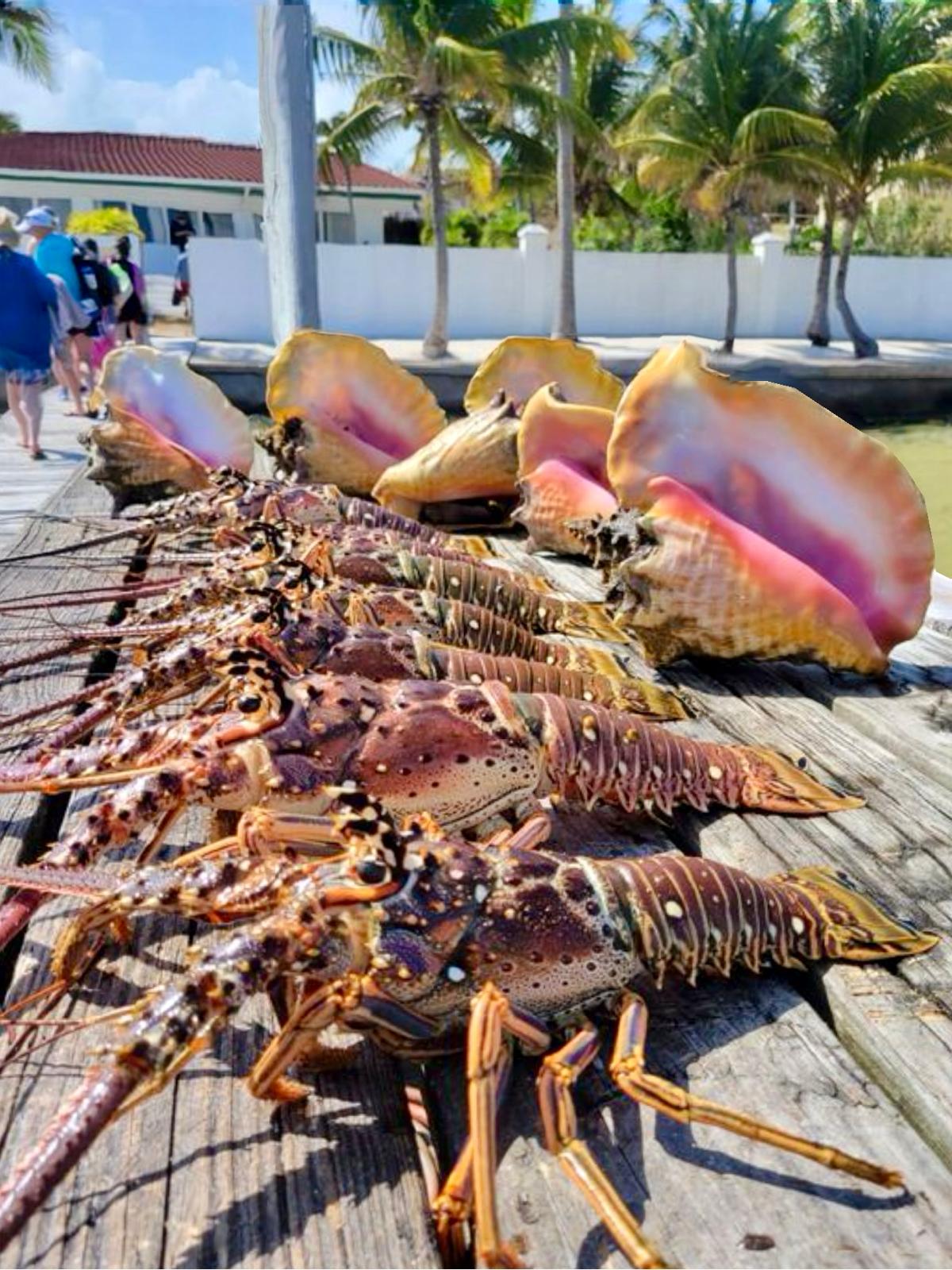 Fresh lobster catch from the waters off Ambergris Caye